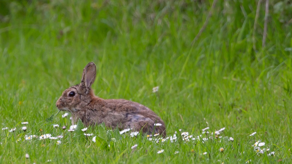 Safe and Healthy Vegetables for Baby Rabbits: A Complete Guide