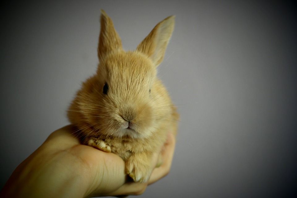 Do Rabbits Purr? Understanding Rabbit Vocalizations