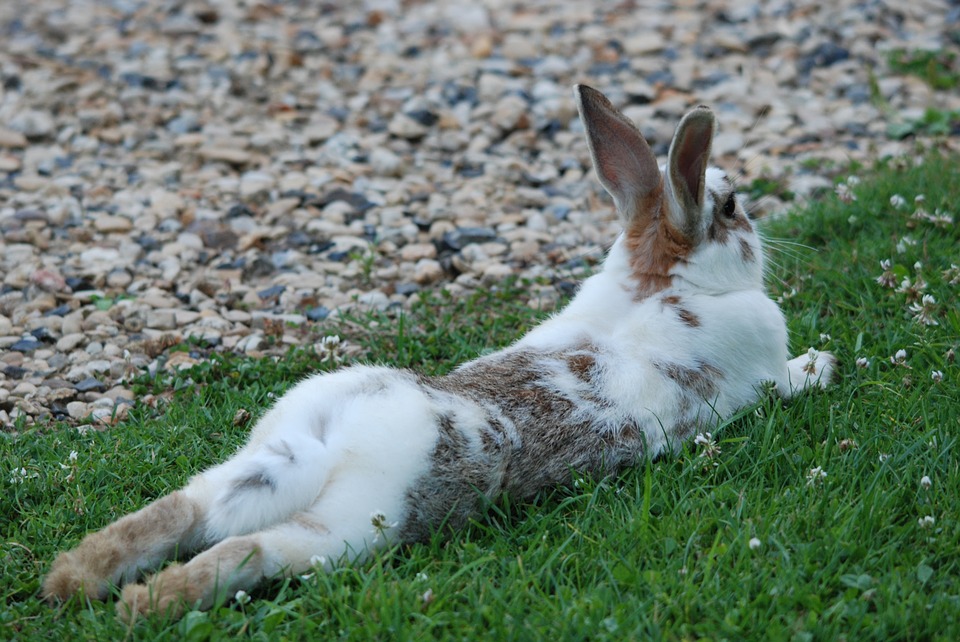 How to Humanely Manage a Rabbit Overpopulation Problem