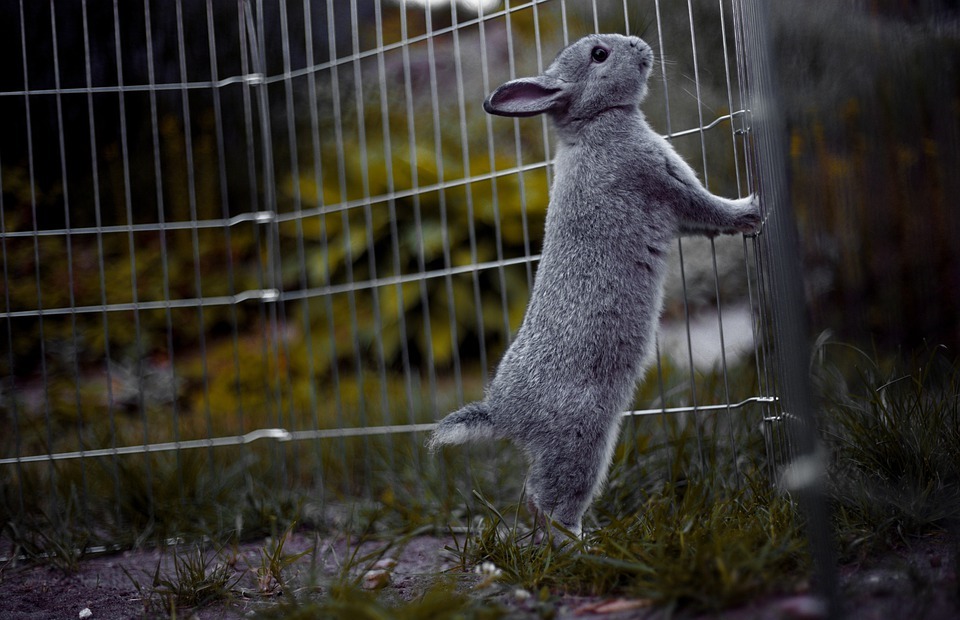 Can Rabbits See Colors? The Surprising Truth