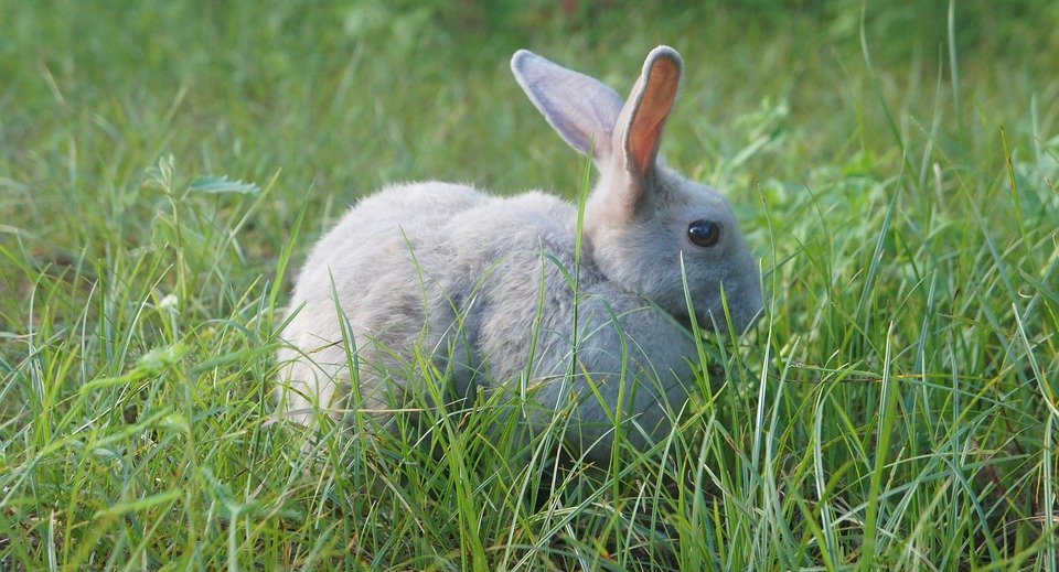 What Do Wild Rabbits Eat? A Guide to Their Diet