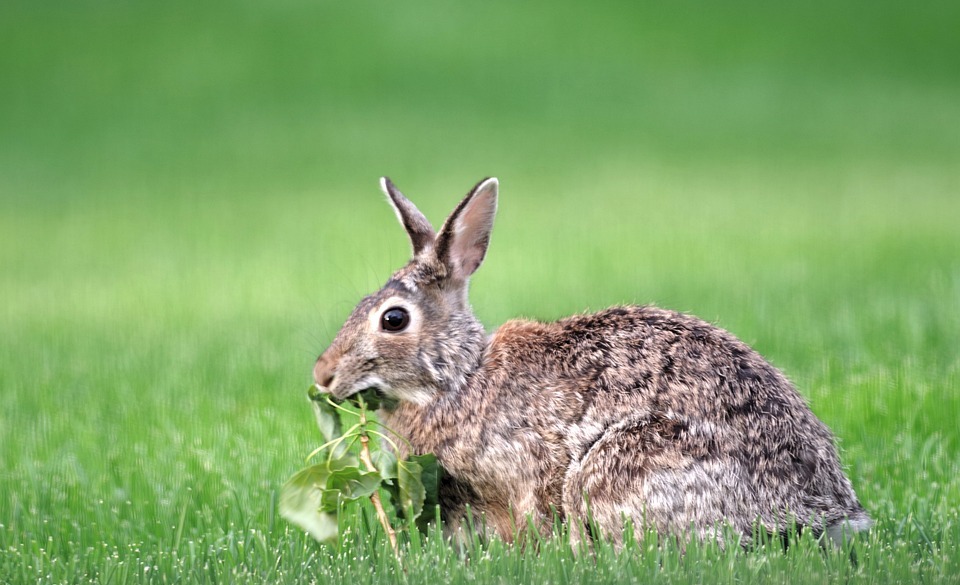 Cottontail Rabbit Lifespan in the Wild: How Long Do They Live?