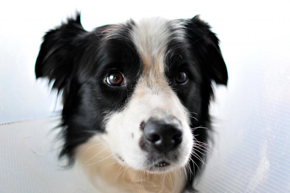 Do Dogs Cry? Understanding Canine Emotions and Communication