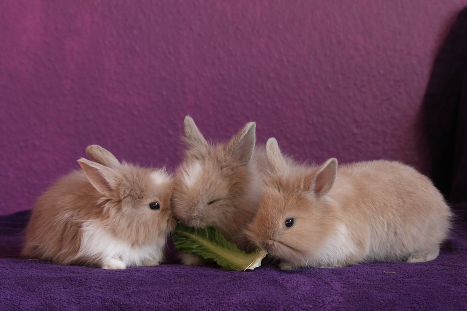 Can Rabbits Eat Cherries? A Guide to Safe Rabbit Treats