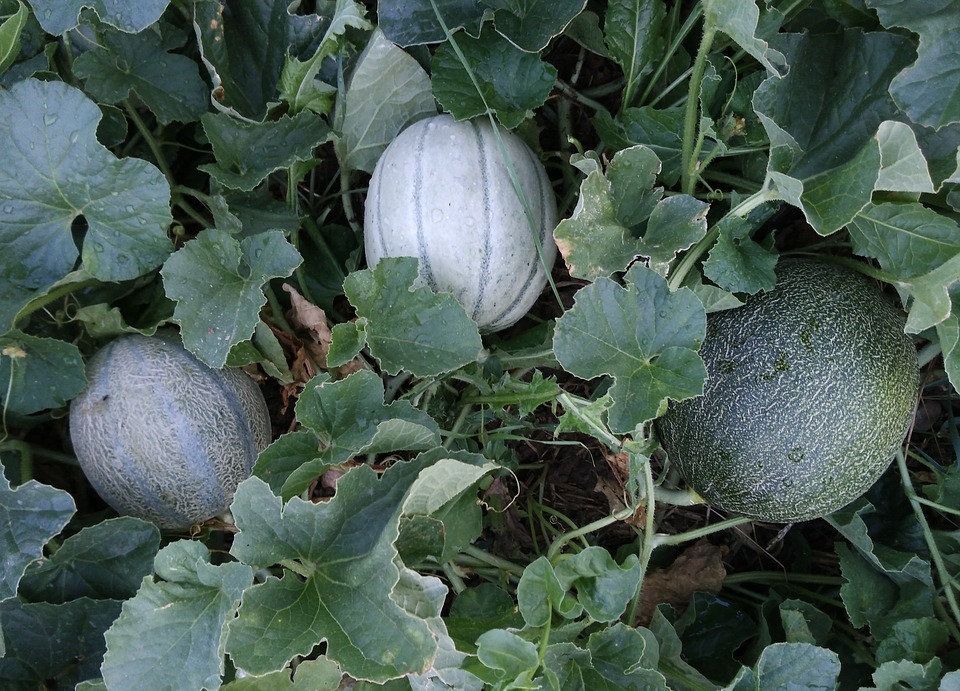 Can Dogs Eat Cantaloupe? A Vet-Approved Guide