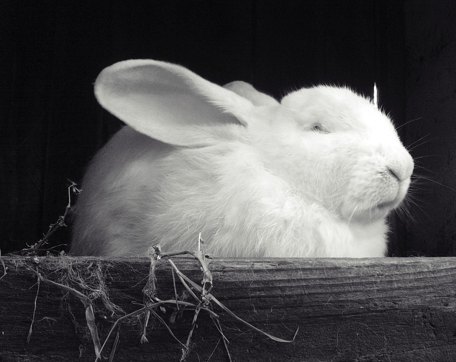 Can Rabbits Throw Up? Understanding Rabbit Digestion