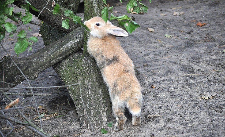 How Intelligent Are Rabbits? Unveiling the Secrets of Bunny Brains