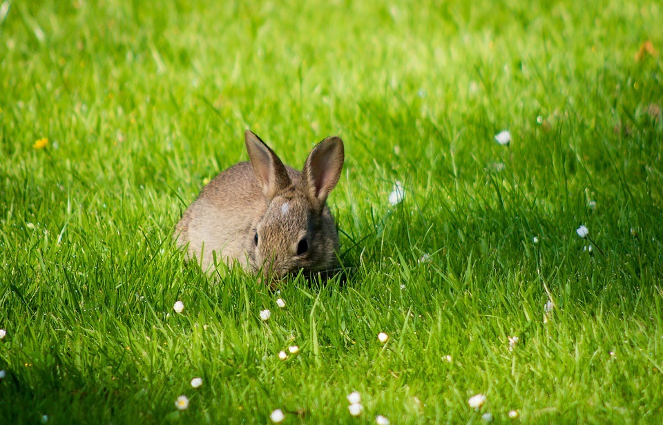 What Do Wild Rabbits Eat in the Wild? A Complete Diet Guide