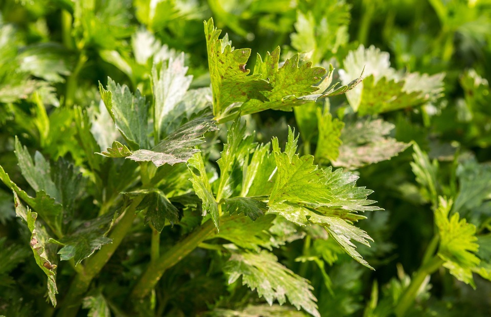 Can Rabbits Eat Celery? (Safe or Harmful?)