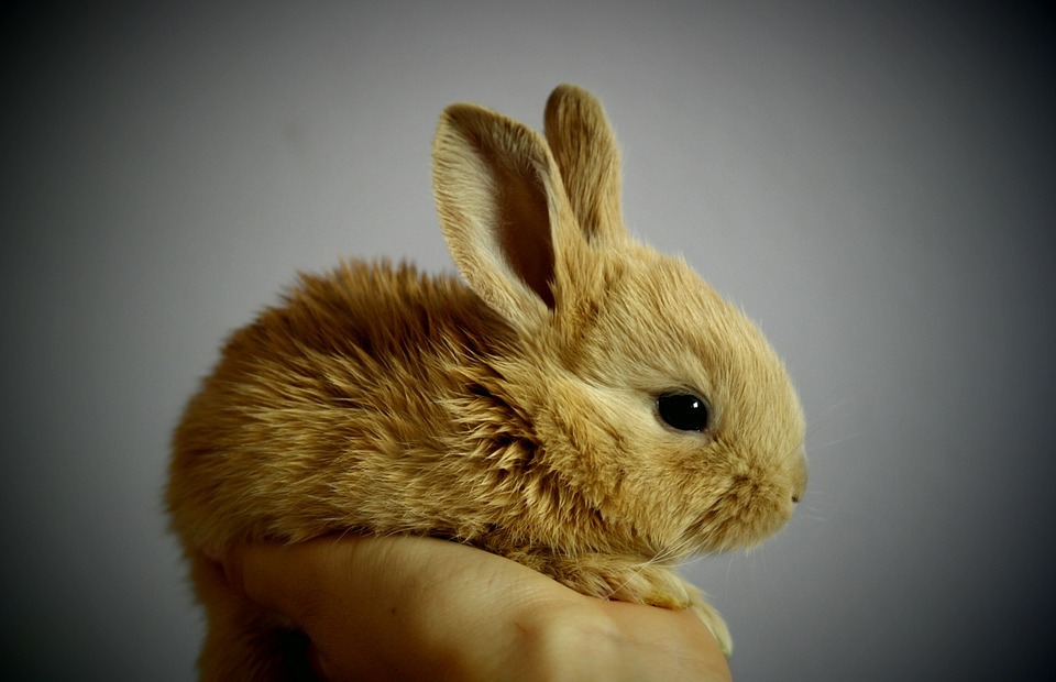 How to Trim Your Rabbit's Nails Safely and Easily