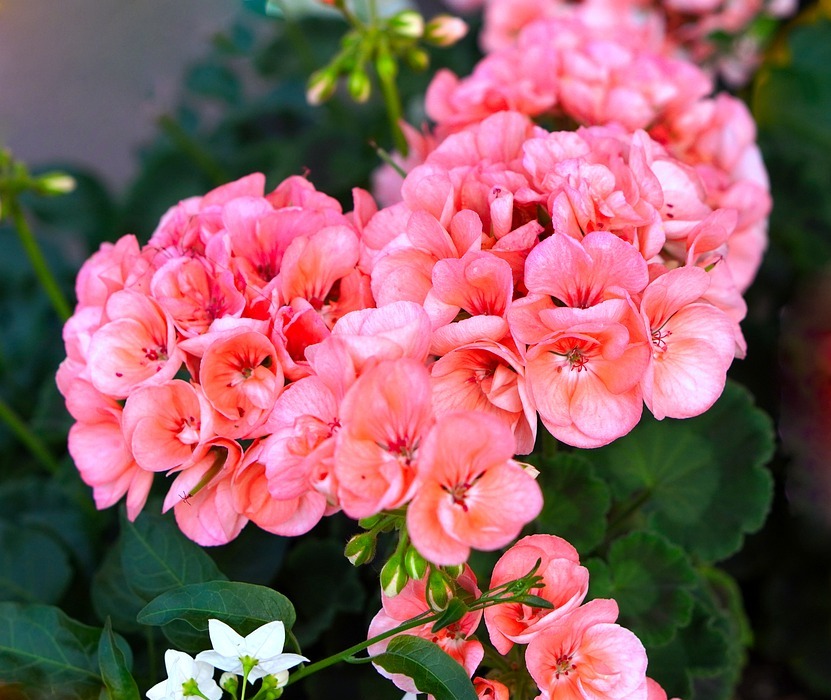 Can Rabbits Eat Geraniums? (Is It Safe?)