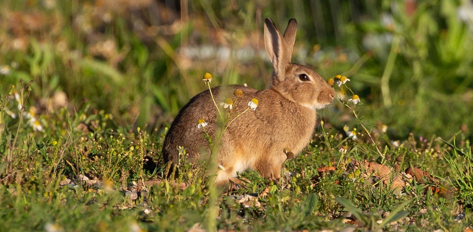 Where Do Rabbits Go in the Winter? Winter Survival Strategies for Rabbits