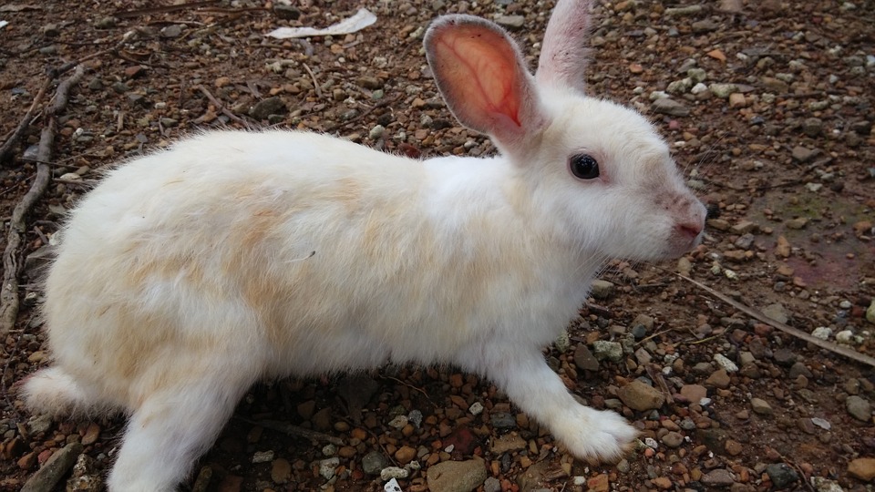 Can Rabbits and Cats Breed? (The Surprising Answer)