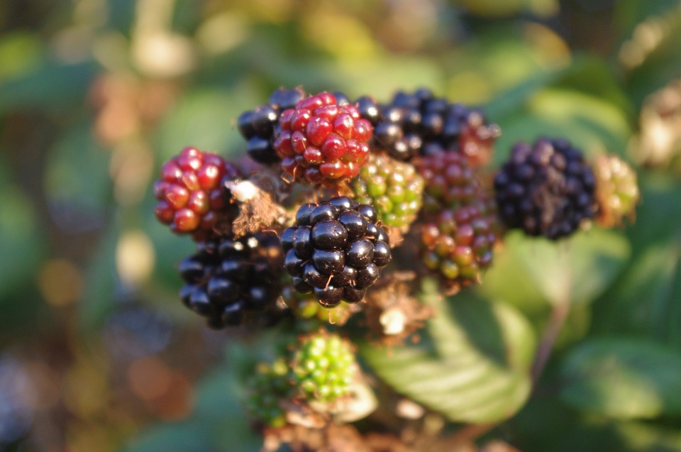 Can Rabbits Eat Blackberries? A Guide to Safe Treats for Your Bunny