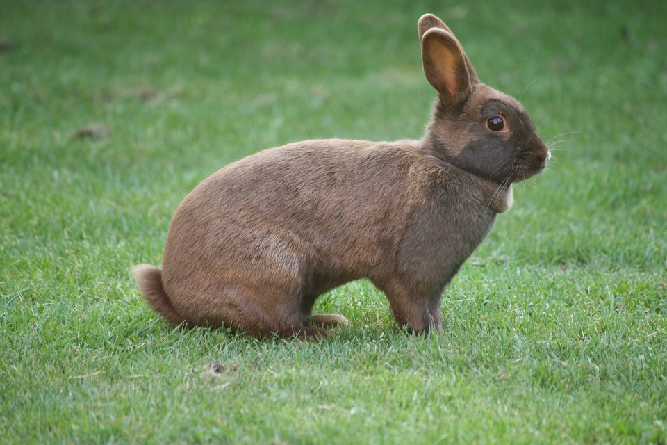 Do Rabbits Sleep? Everything You Need to Know About Rabbit Sleep Habits