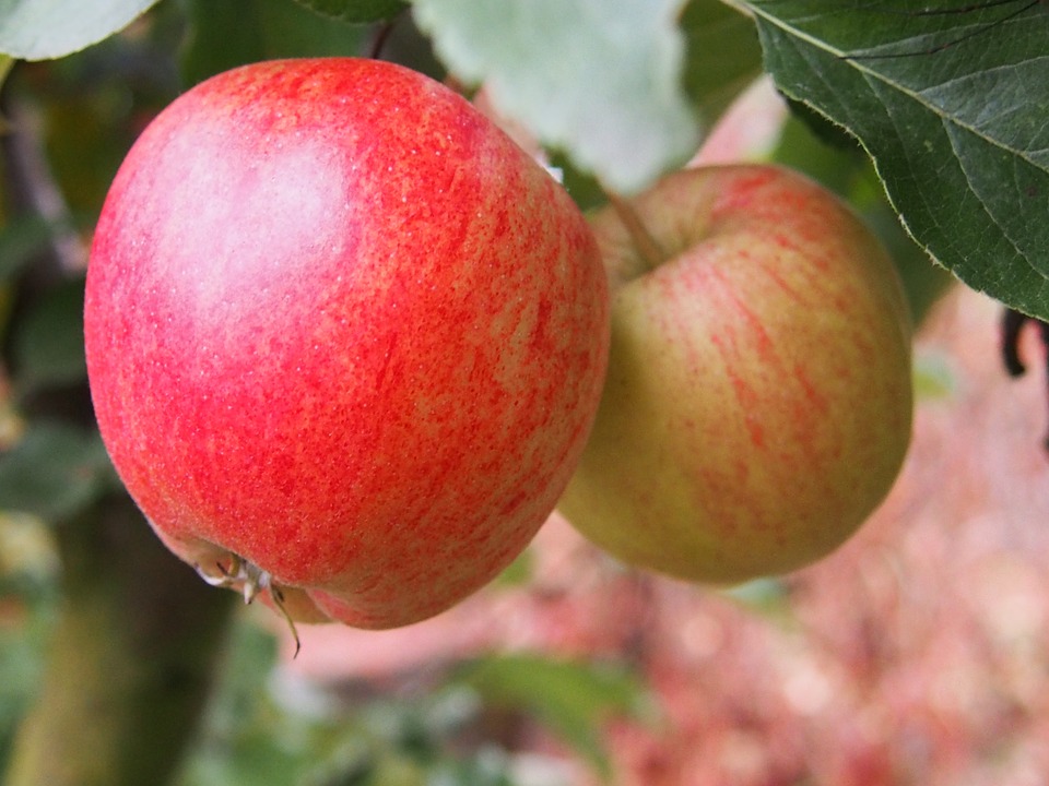 Can Dogs Eat Apples? A Guide to Apple Safety for Your Pup