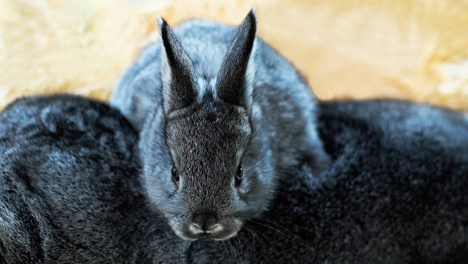 Is My Rabbit Pregnant? Signs and Symptoms to Look For