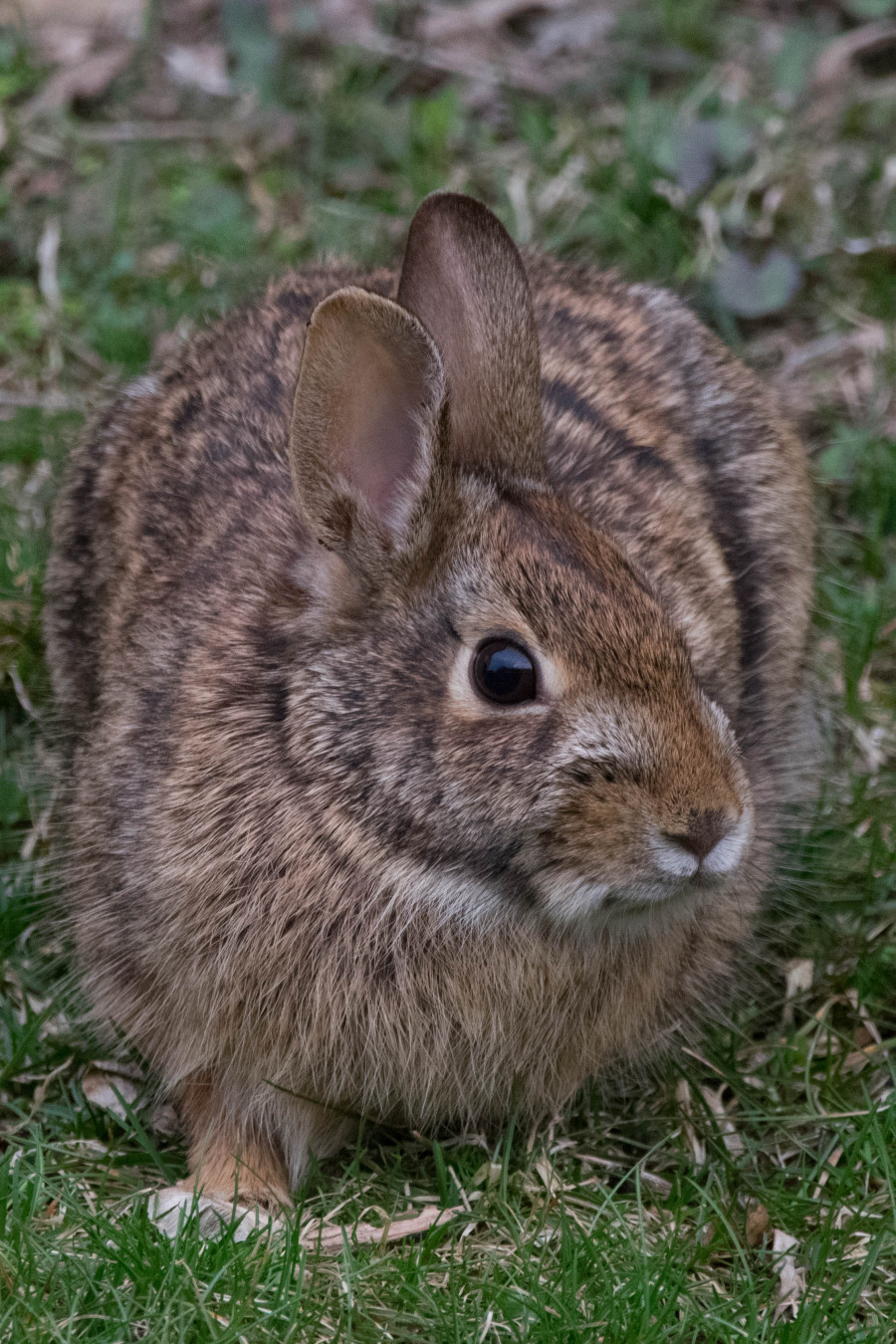 Rabbit Pregnancy: Signs and Symptoms