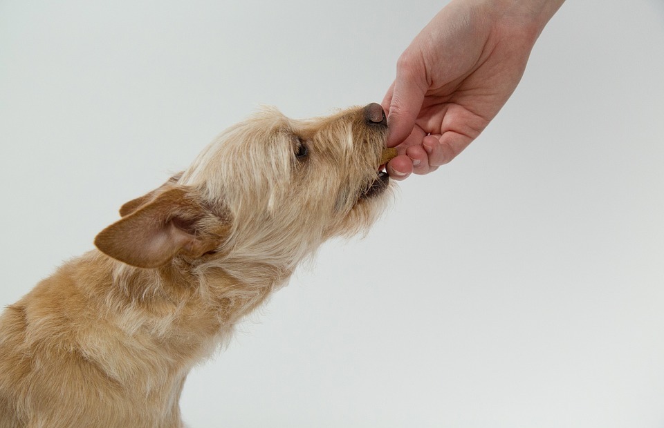 Can Dogs Eat Pistachios? (What You Need To Know)