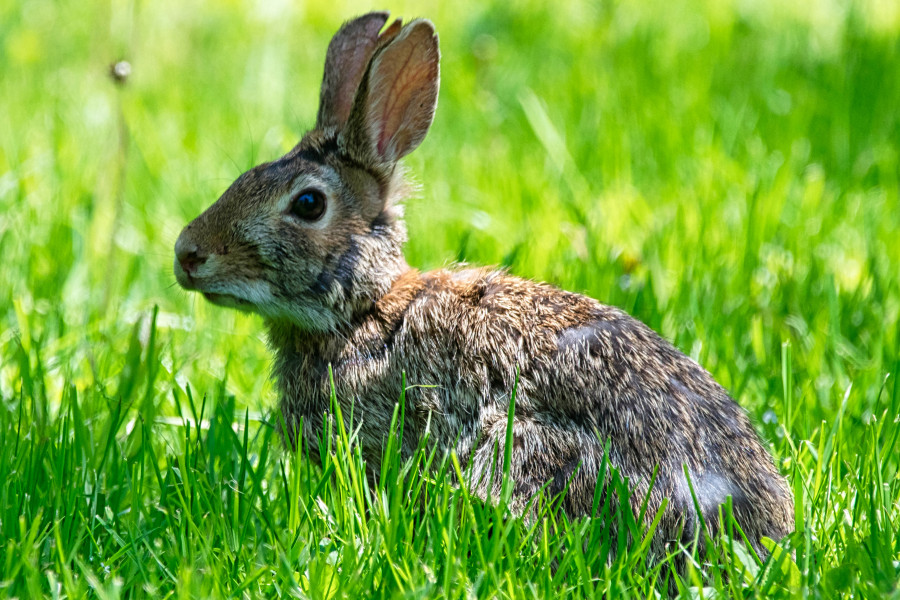 Newborn Rabbit Care: A Complete Guide for First-Time Owners