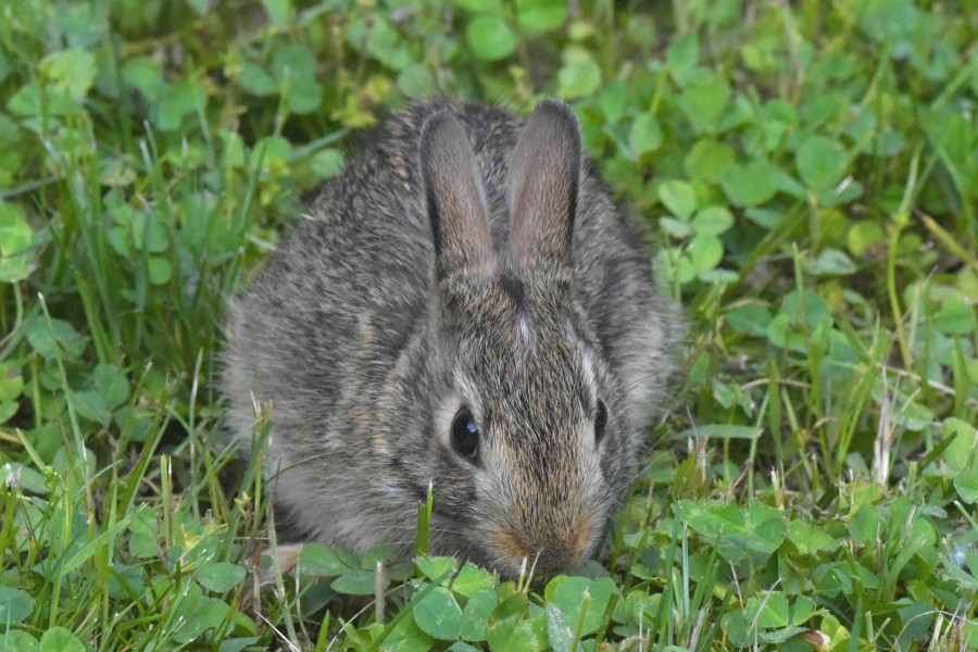 Rabbit Pregnancy: How to Tell if Your Bunny is Expecting