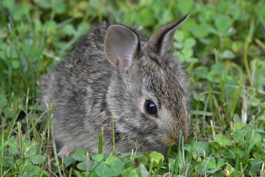 Rabbit Pregnancy: How Long Does It Last?