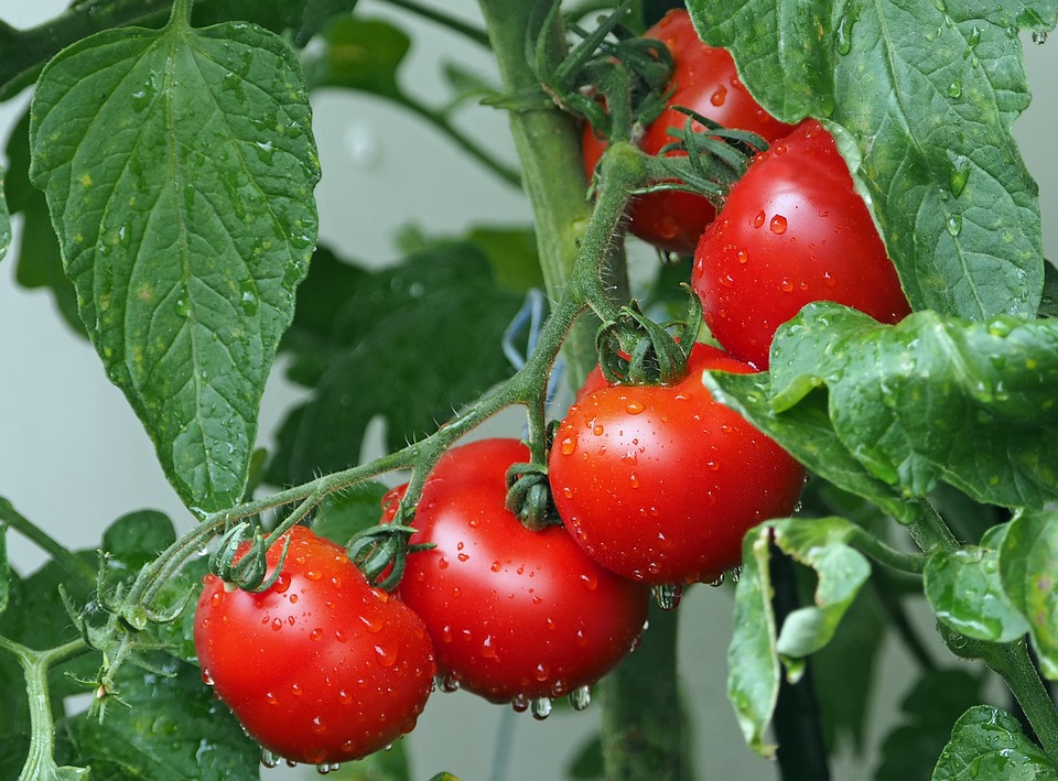 Do Rabbits Eat Tomato Plants? (And How to Protect Your Garden)