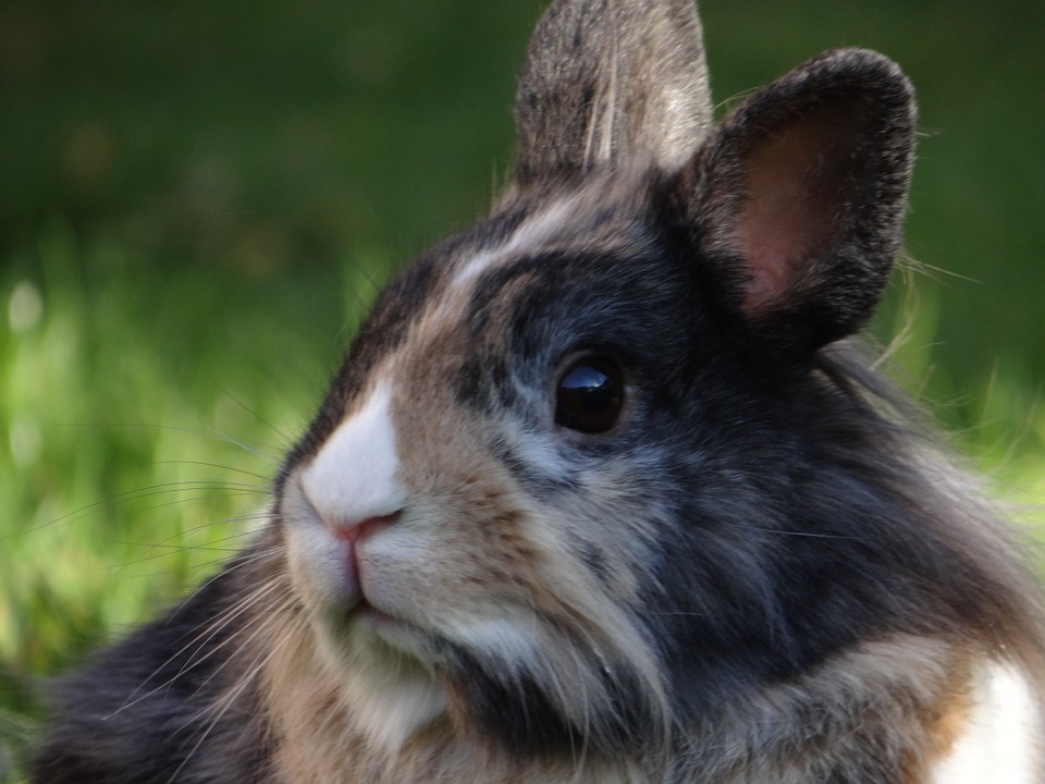 Feeding Newborn Rabbits: A Comprehensive Guide for New Rabbit Owners