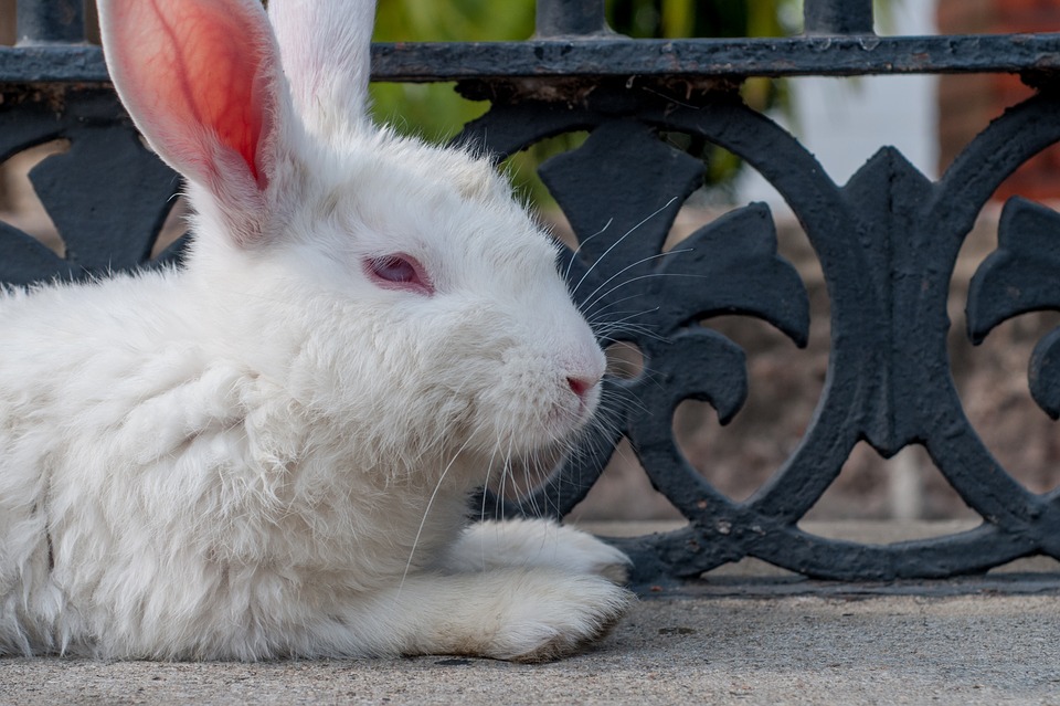 How to Trim Your Rabbit's Nails Safely and Gently