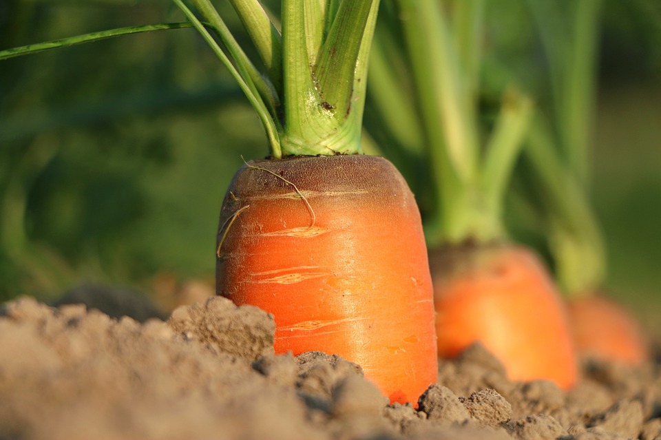 Can Rabbits Eat Carrots? (The Surprising Truth)