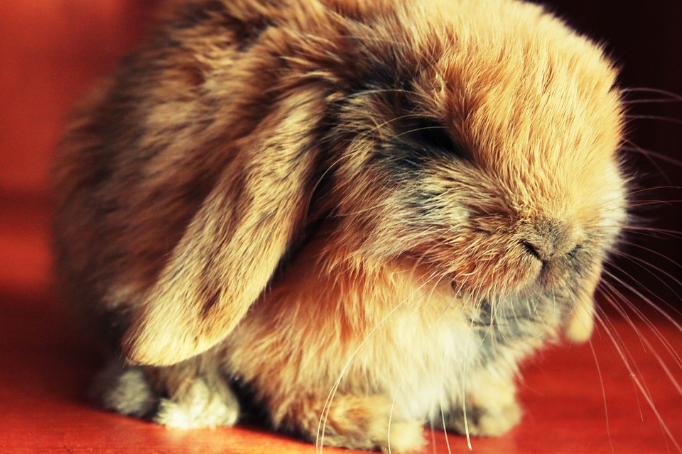 Why Do Rabbits Thump Their Feet? Understanding Rabbit Communication