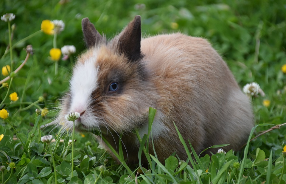 Can Rabbits Eat Peanuts? (Safe or Harmful?)