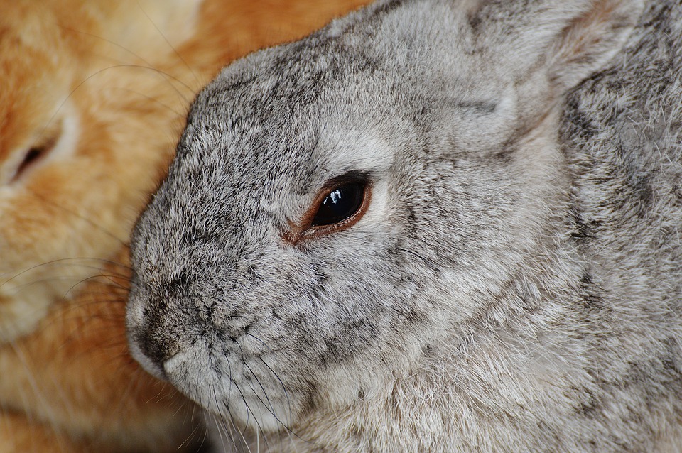 What Do Rabbits Eat: A Complete Guide to Their Diet