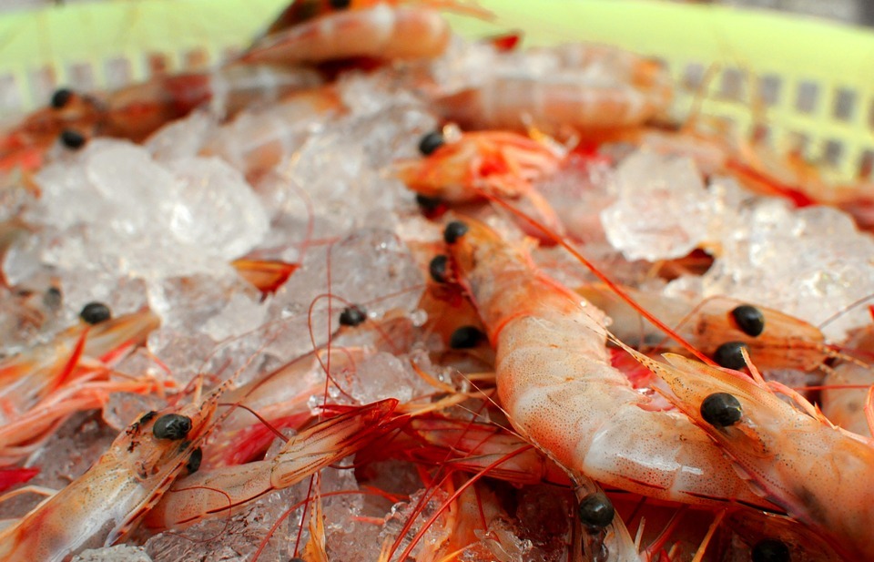 Can Dogs Eat Shrimp: A Guide for Pet Owners