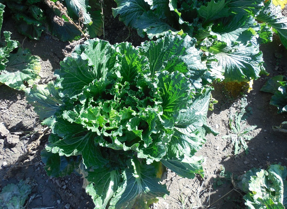 Can Rabbits Eat Bok Choy? A Guide for Rabbit Owners