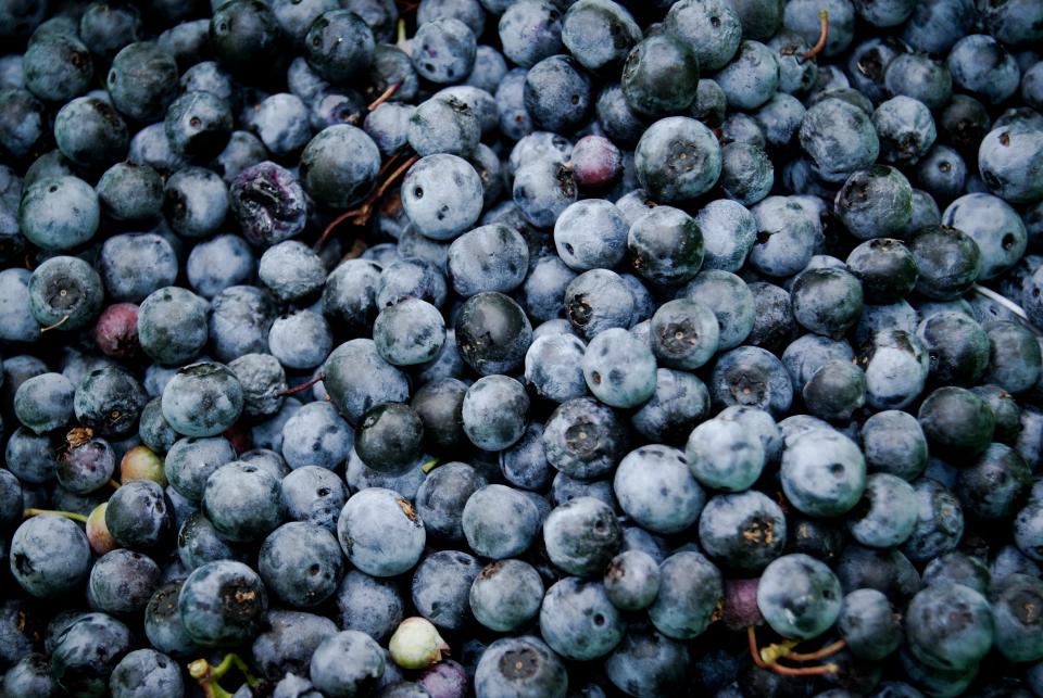 Can Rabbits Eat Blueberries? A Guide to Safe Treats for Your Bunny