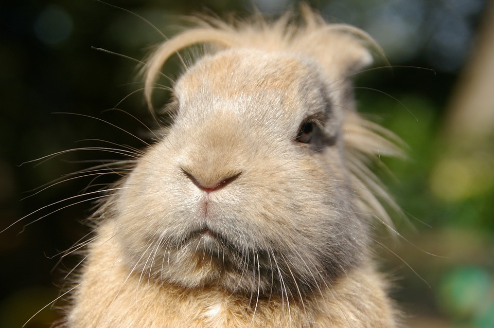 Do Rabbits Fart? The Surprising Truth About Bunny Digestion