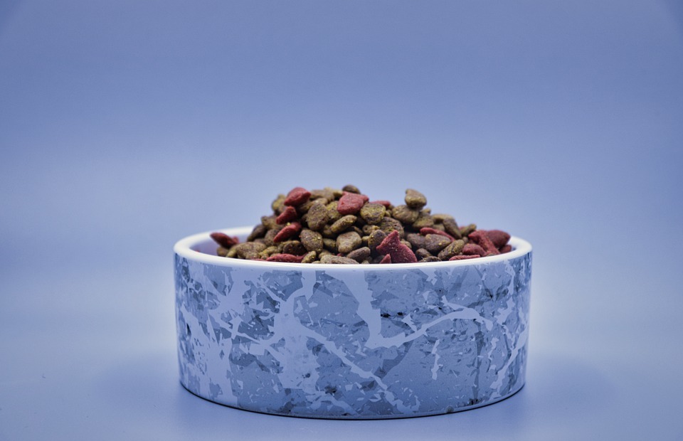 Can Dogs Eat Cat Food? A Vet's Guide to Safety and Nutrition