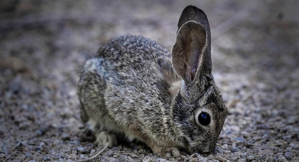 What Do Bunny Rabbits Eat: A Guide to Their Diet