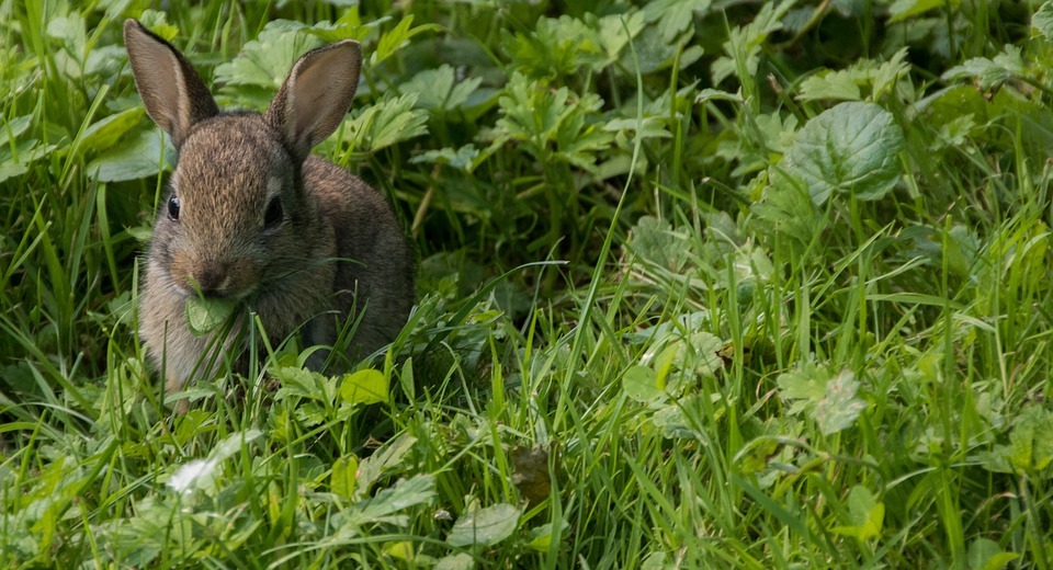 Rabbit Sounds: What Noises Do Bunnies Make?