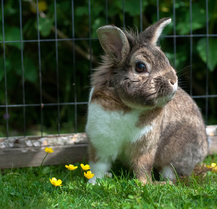 Can Rabbits Eat Potatoes? A Complete Guide for Rabbit Owners