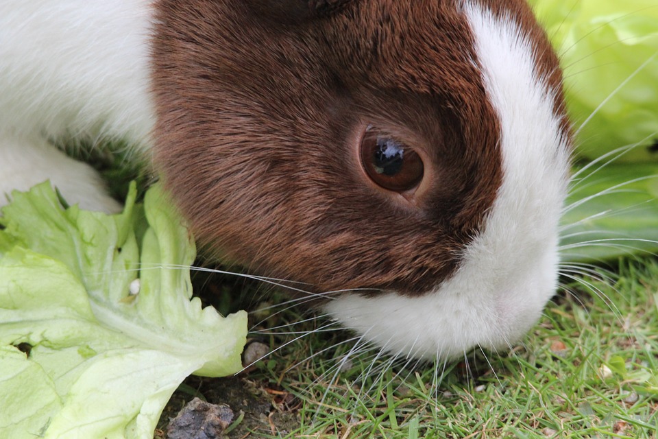 What to Feed Wild Rabbits: A Guide for Responsible Care