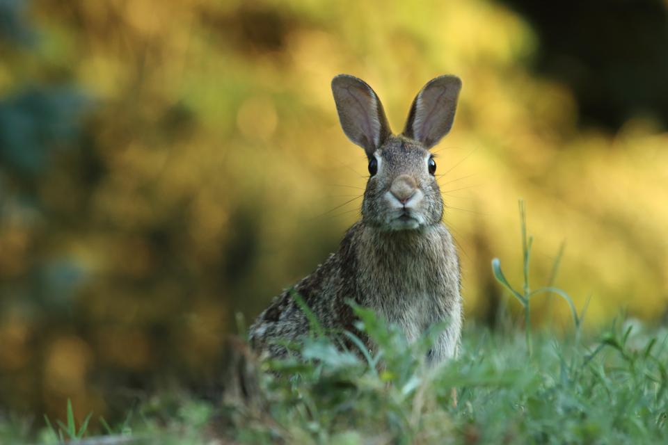 Rabbit Sleeping Habits: How Do Bunnies Snooze?