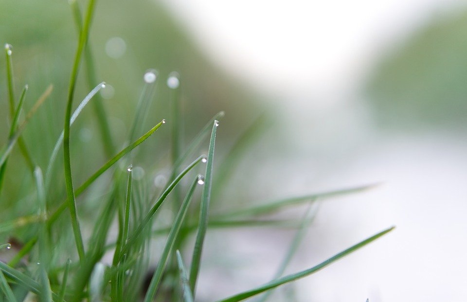 Wheatgrass vs. Catgrass for Rabbits: Which is Safer and More Nutritious?