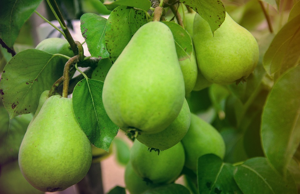 Can Dogs Eat Pears? A Guide for Pet Owners