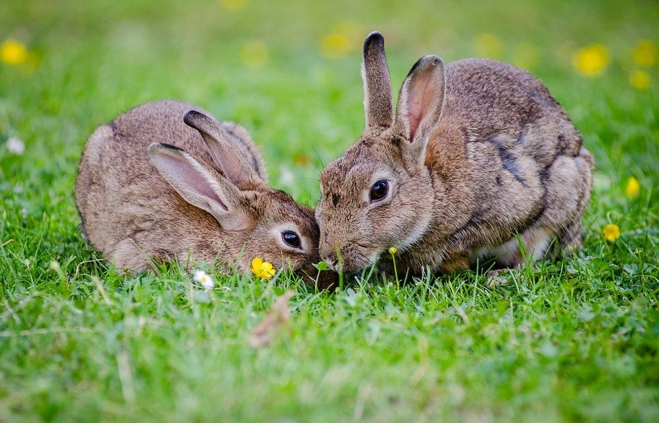 Do Rabbits Make Noise? A Guide to Rabbit Sounds