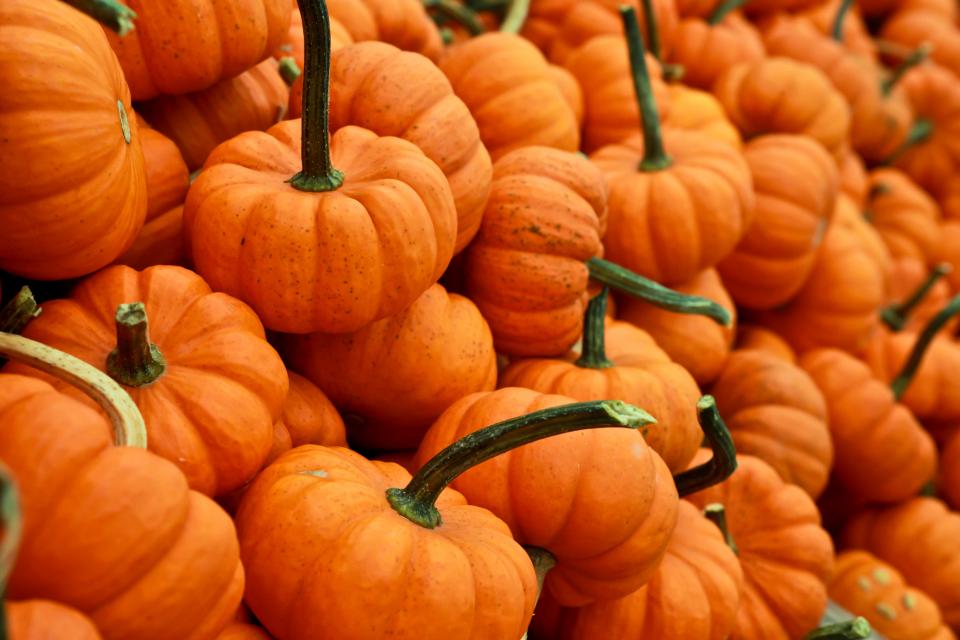 Can Rabbits Eat Pumpkin? A Guide to Safe Pumpkin Feeding