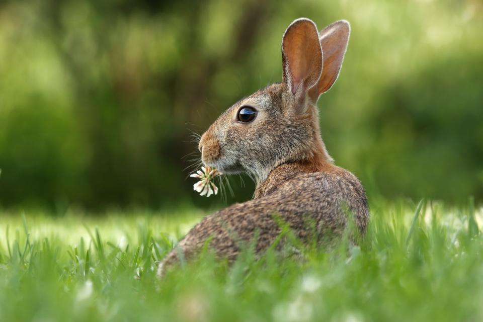 Can Rabbits Eat Spinach? A Safe Treat or Toxic Danger?