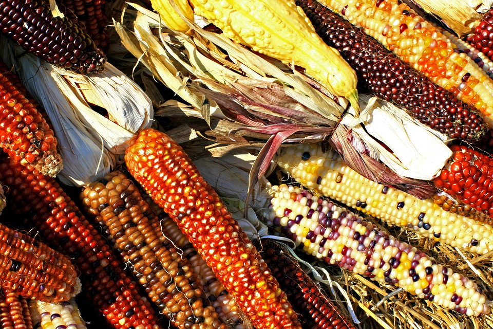 Can Rabbits Eat Corn? A Complete Guide to Feeding Your Bunny