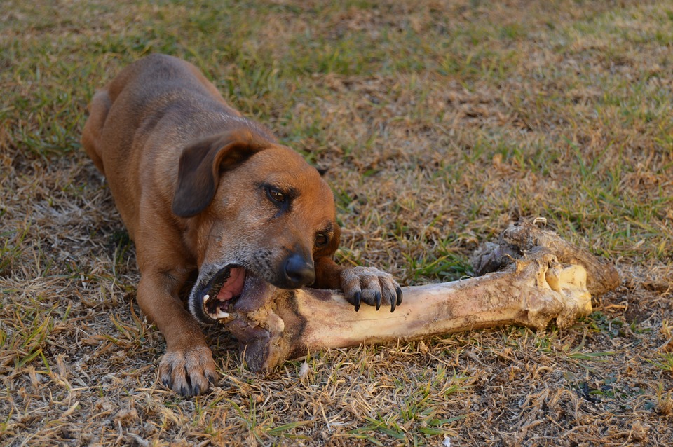 Can Dogs Eat Cinnamon? Is It Safe or Toxic?